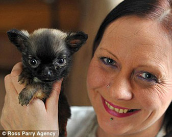 El perro chihuahua sólo tiene 10 cc de largo y es denominado el perro más pequeño del mundo