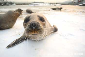 60 focas atrapadas por hielo en lago de reserva natural china