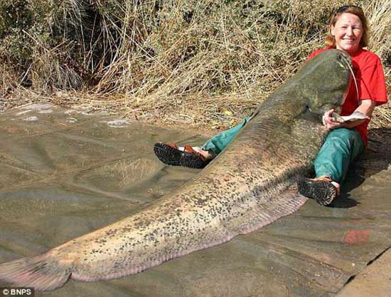 Una ciega inglesa pescó el bagre más grande del mundo, que pesa cerca de cien kilógramos