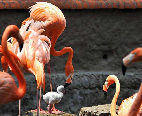 Un flamenco de color rosa nació por primera vez en ocho años en Cali de Colombia