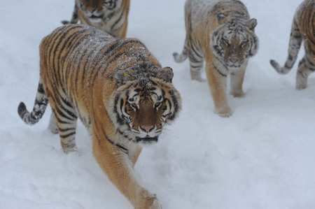 China recibe Año del Tigre con población de estos felinos en declive