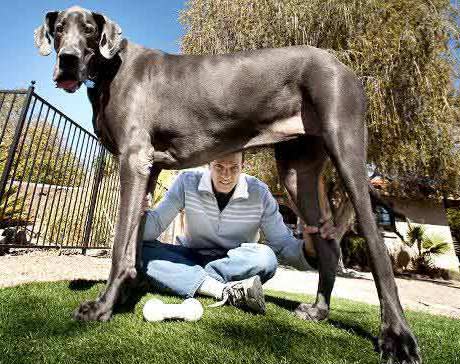 El perro Gran Dane de EEUU, de 109 centímetros de altura, es el más grande de su especie en el mundo
