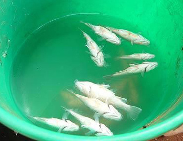 En un pequeño poblado de Australia peces vivos llueven del cielo