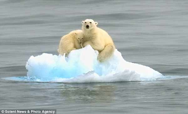 Atrapada una osa polar con su cría en hielo flotante
