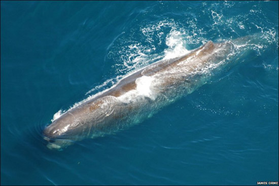 Imagen rara de macrocephalus cazando peces en la superficie del mar