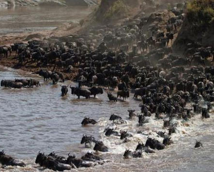 Migración en gran escala de millones de gnu en Kenia