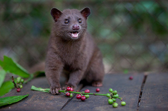 caf-luwak-de-excrementos-de-gato-montaraz