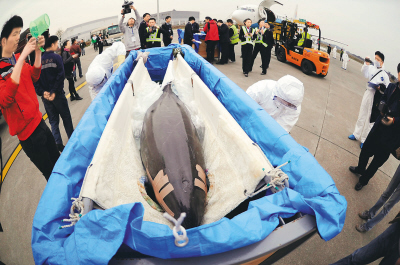 Examinan en Changsha a delfines japoneses en busca de radiación