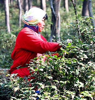 Recolectan hojas de té llamado "Ming Qian" en China