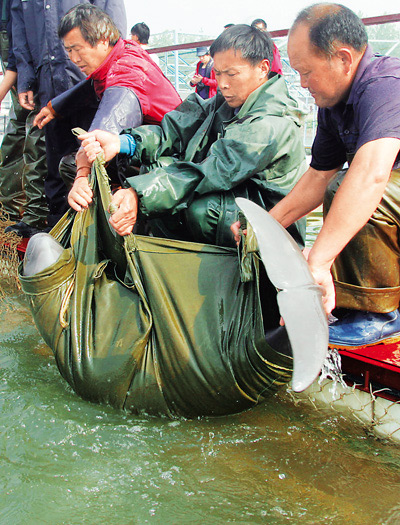 Delfines chinos cautivos volverán a la naturaleza