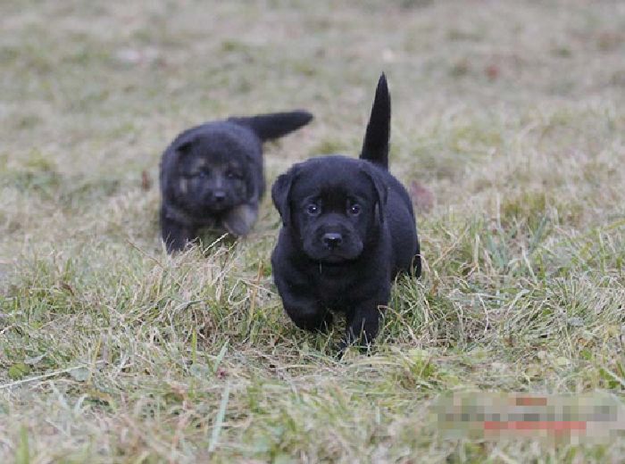 Inteligentes perros militares