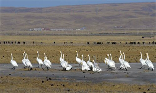 Lago de Qinghai atrae a los cisnes para pasar el invierno