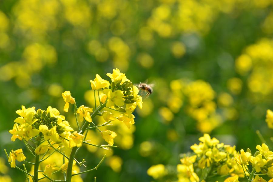 Flores de colza en Luoping, Yunnan 