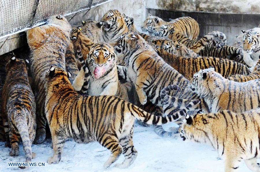 Fotos de tigres siberianos 43 Fotos de tigres siberianos 36