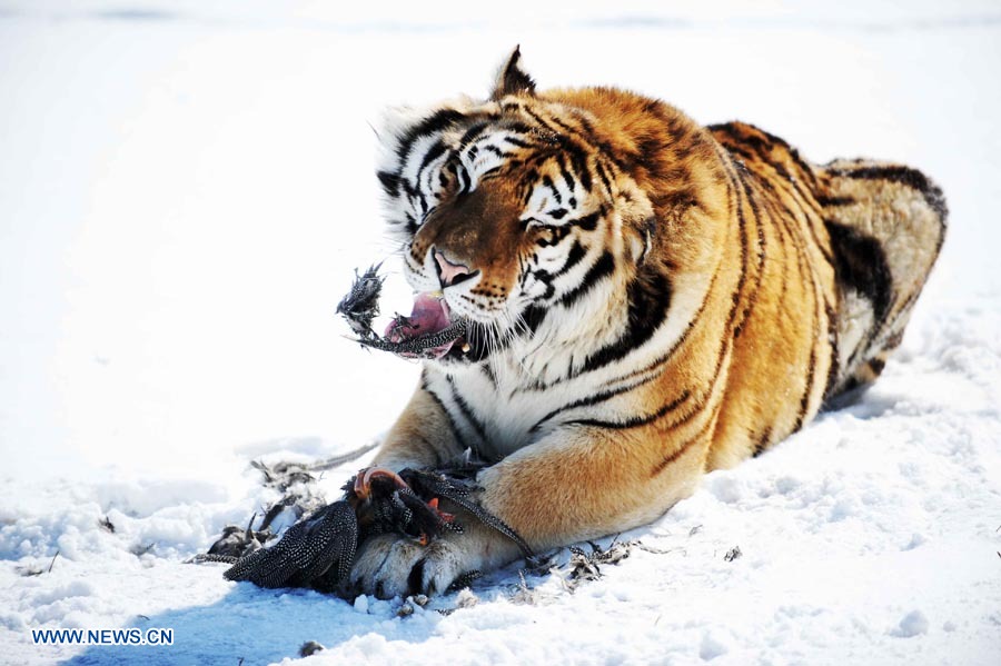 Fotos de tigres siberianos 36 Fotos de tigres siberianos 93