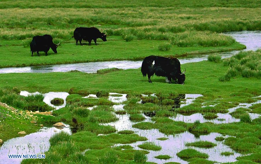 Tíbet: Bello paisaje de Damxung 