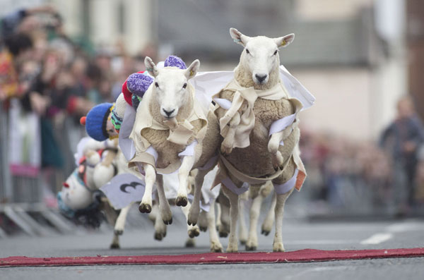 Carrera de ovejas en Escocia