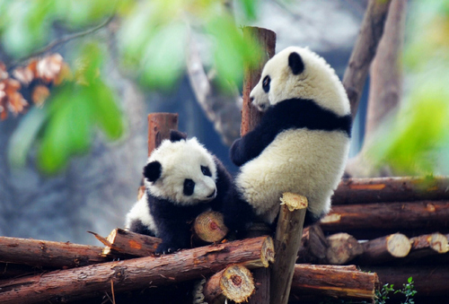 Pandas en Chengdu