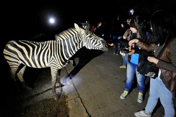 Safari nocturno