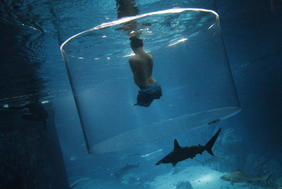 Persona sin extremidades bucea con tiburones