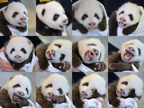 Nacen pandas gemelos en el Zoo de Atlanta