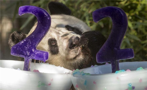 El Panda Bai Yun celebra su vigésimo segundo cumpleaños en EE.UU