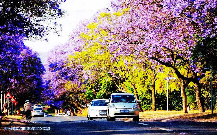 Pretoria, la “ciudad Jacaranda” 