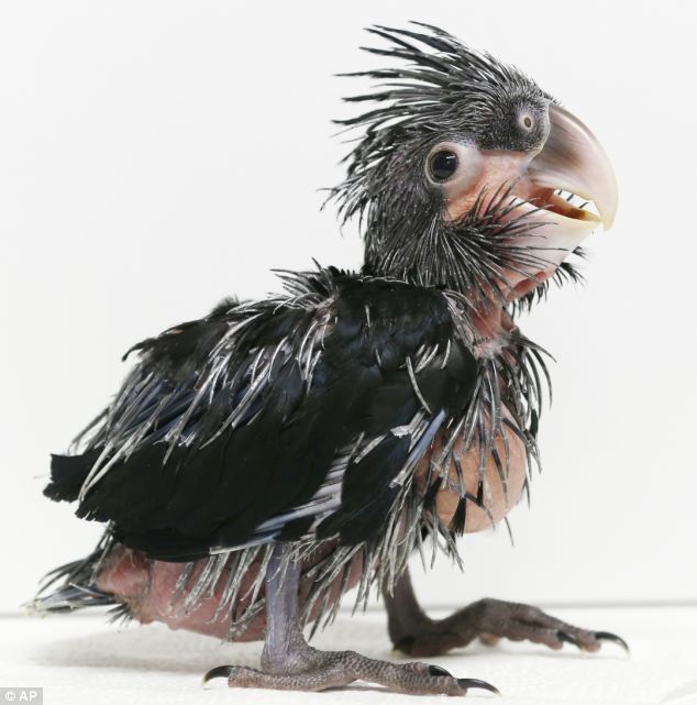 big black cockatoo