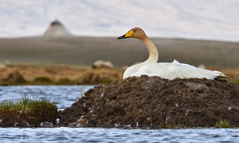 10 mejores lugares para observar aves