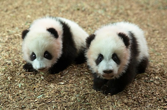 Zoológico de Atlanta se da cuenta de que los cachorros de panda son hembra