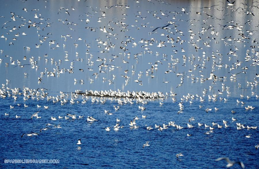 Liaoning: Gaviotas en Jinzhou de Dalian