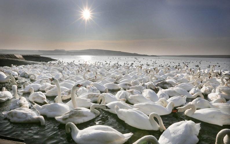 El santuario de los cisnes