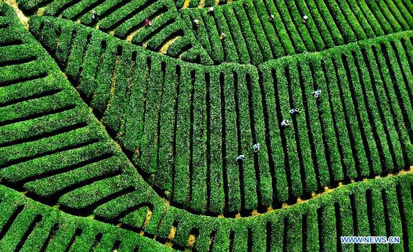 Campos de té en Shaanxi